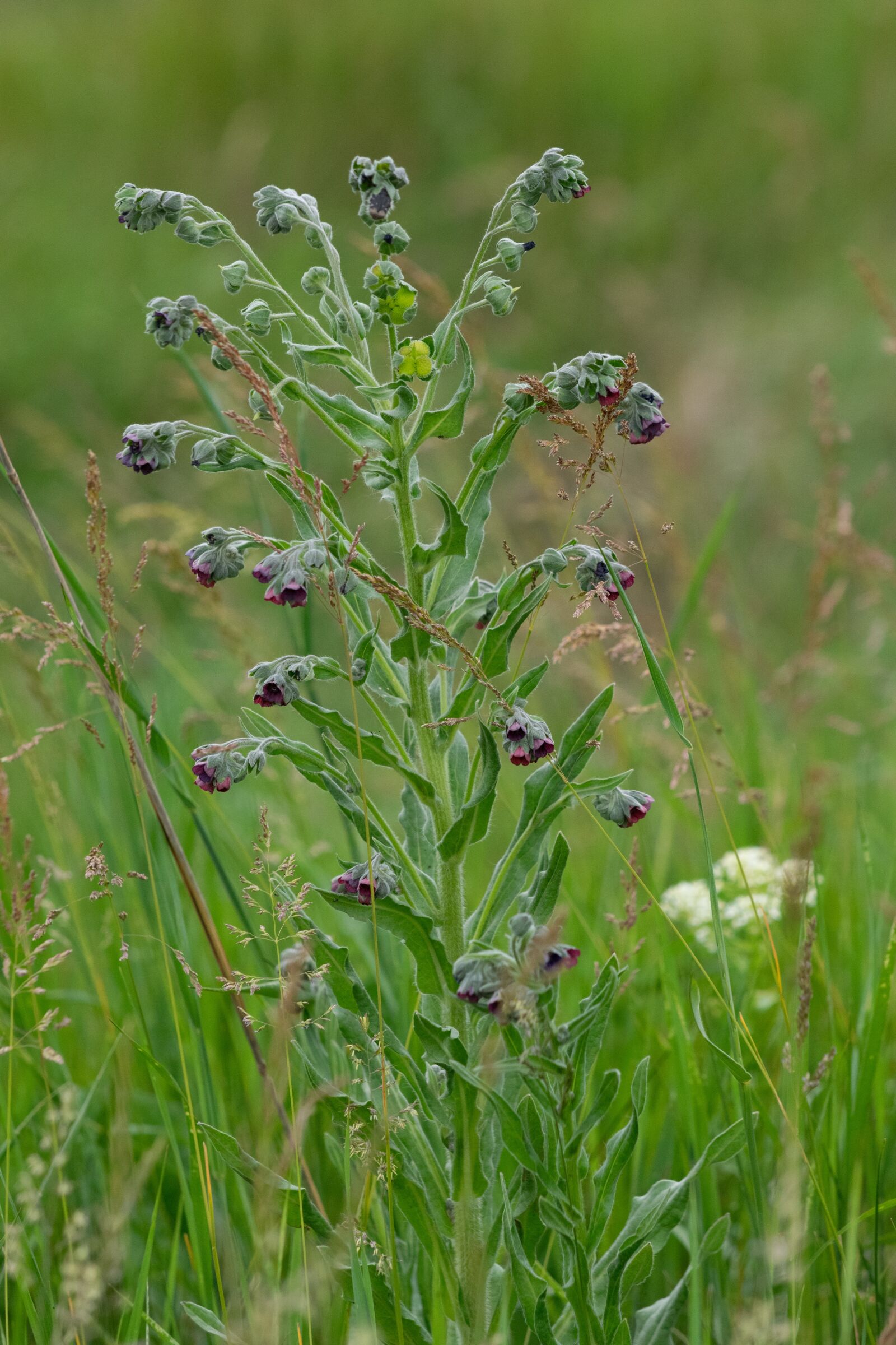Nikon D3300 sample photo. Plant, grass, nature photography