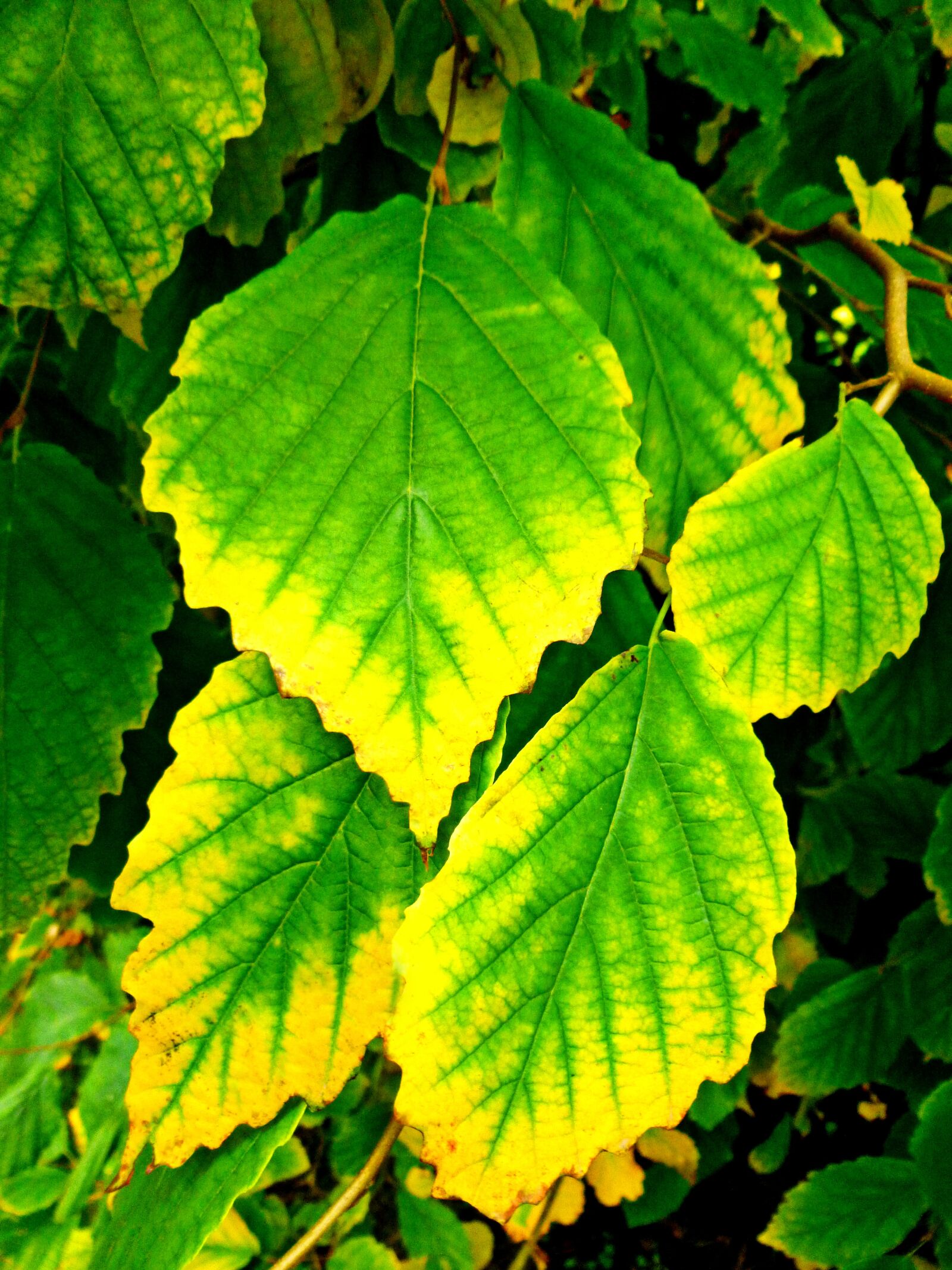 Panasonic DMC-FS37 sample photo. Leaves, fall leaves, autumn photography