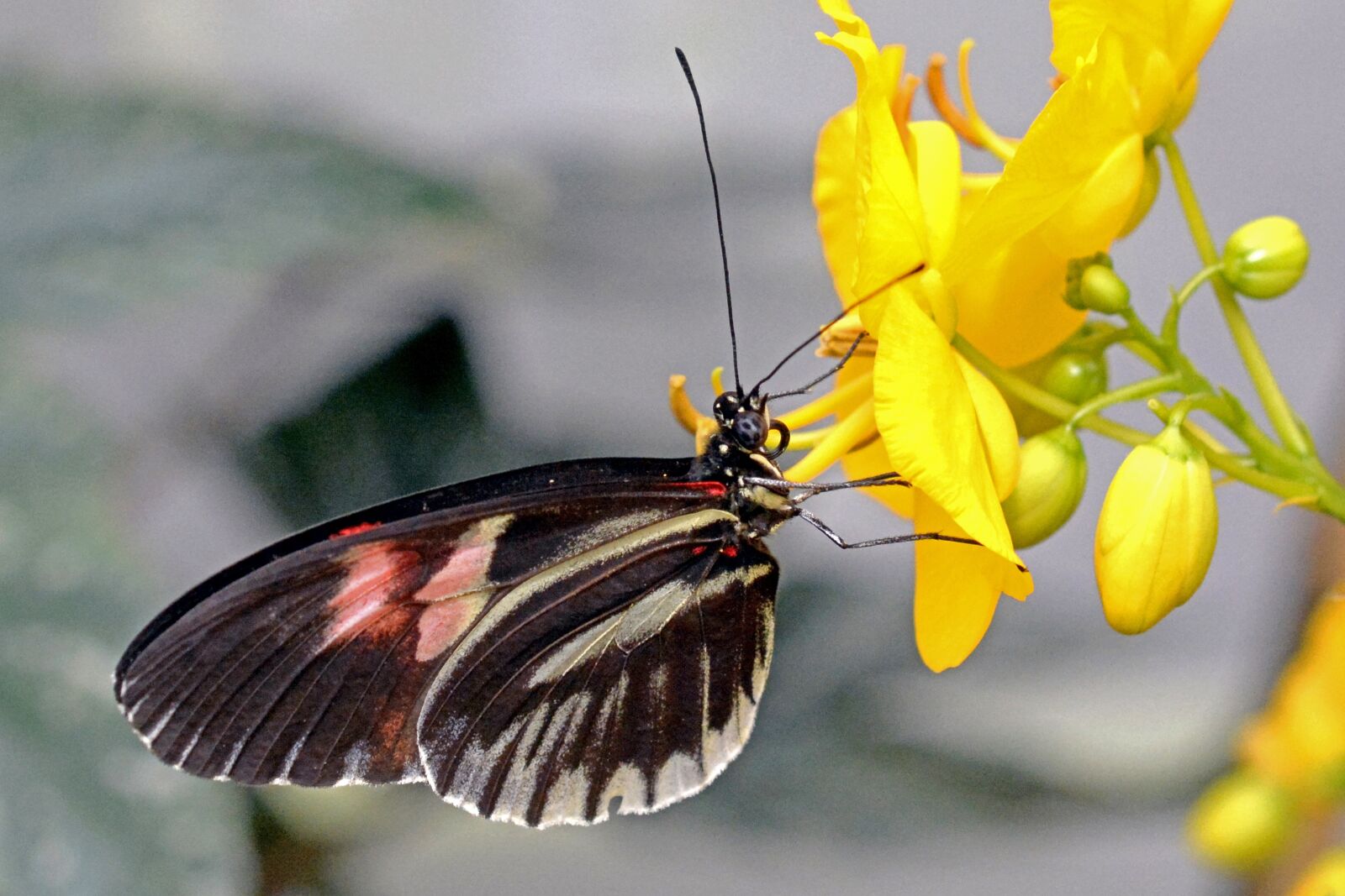 Nikon D7100 sample photo. Butterfly, insect, wing photography