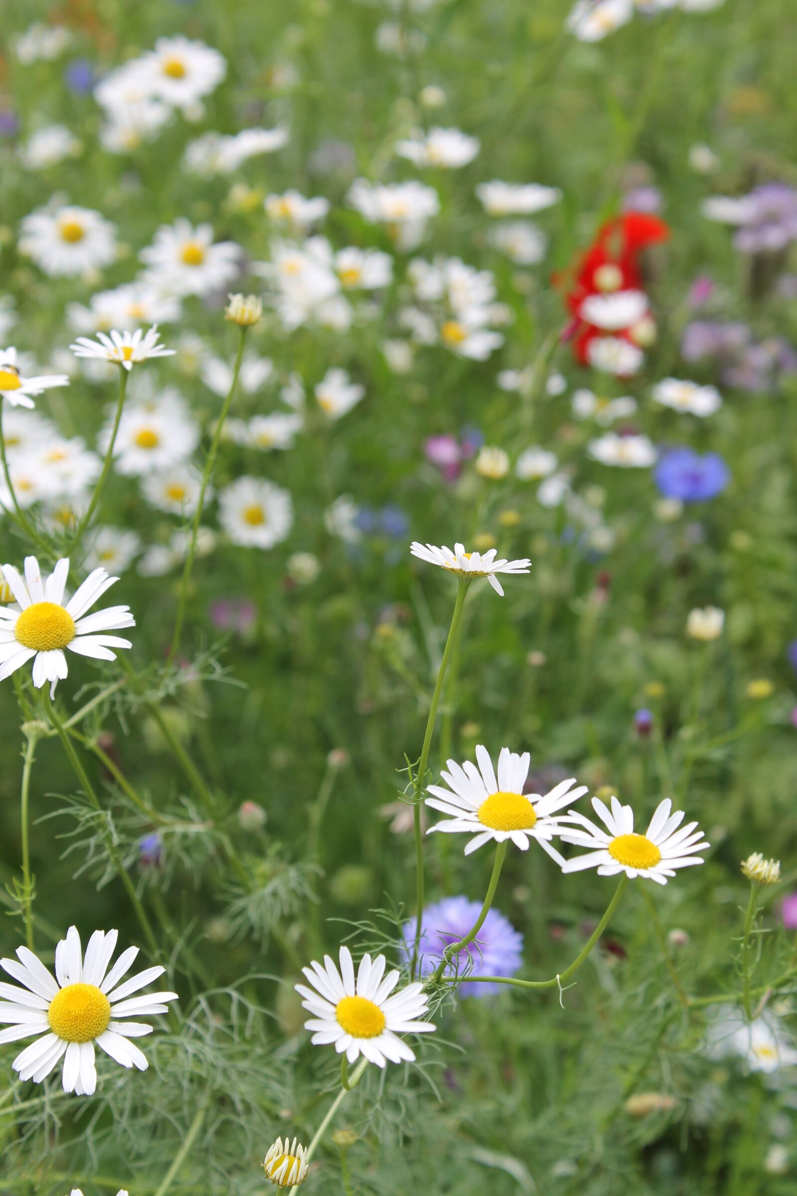 Canon EOS 1100D (EOS Rebel T3 / EOS Kiss X50) sample photo. Summer, meadow, marguerite photography