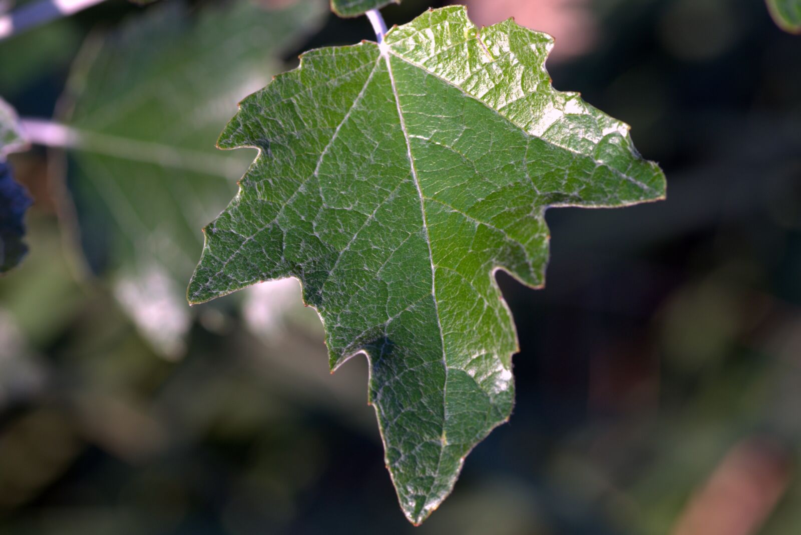 Pentax K-S2 sample photo. Leaf, green, foliage photography