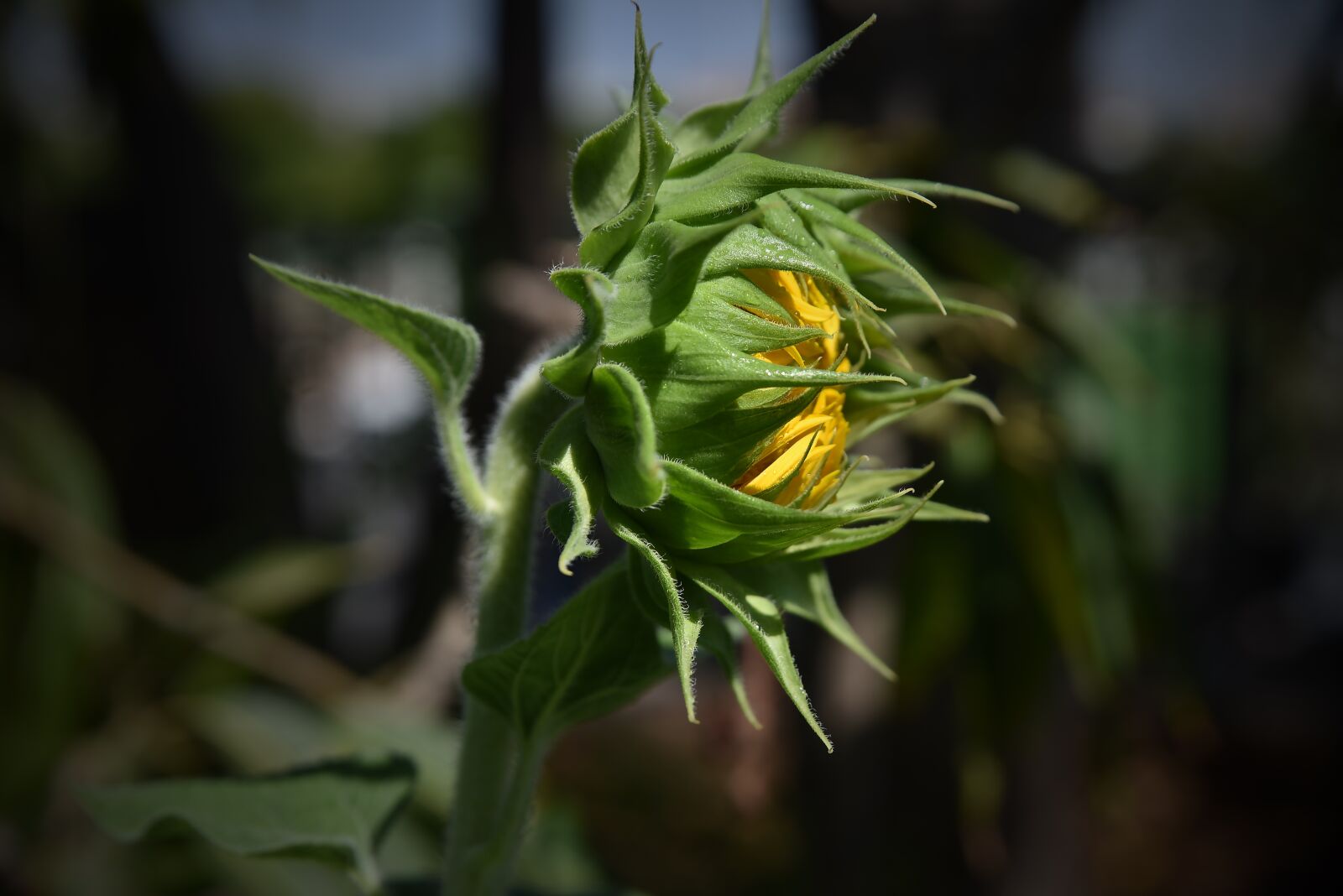 Nikon D750 sample photo. Flower, sunflower, bud photography
