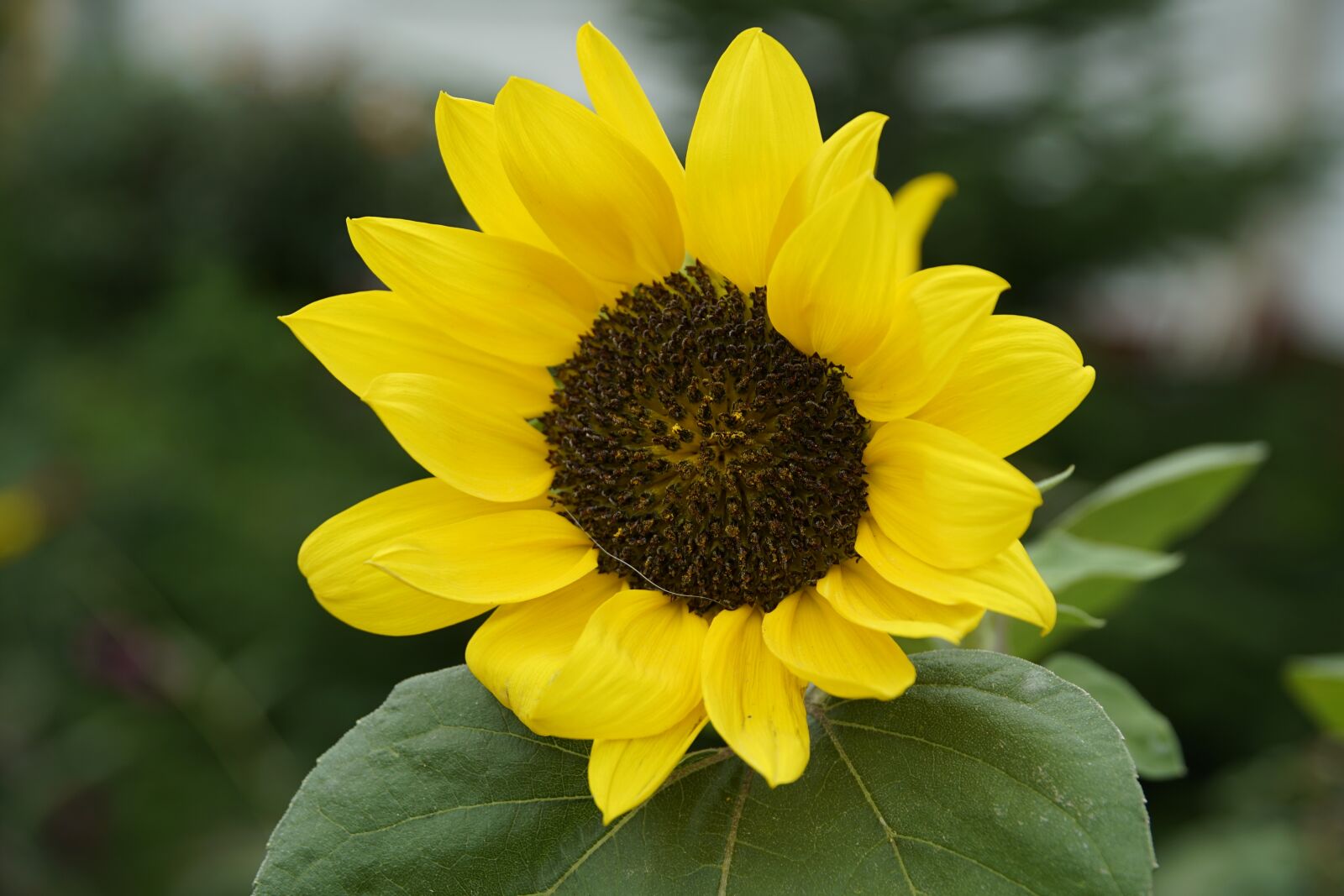 Sony E PZ 18-105mm F4 G OSS sample photo. Sunflower, autumn, close up photography