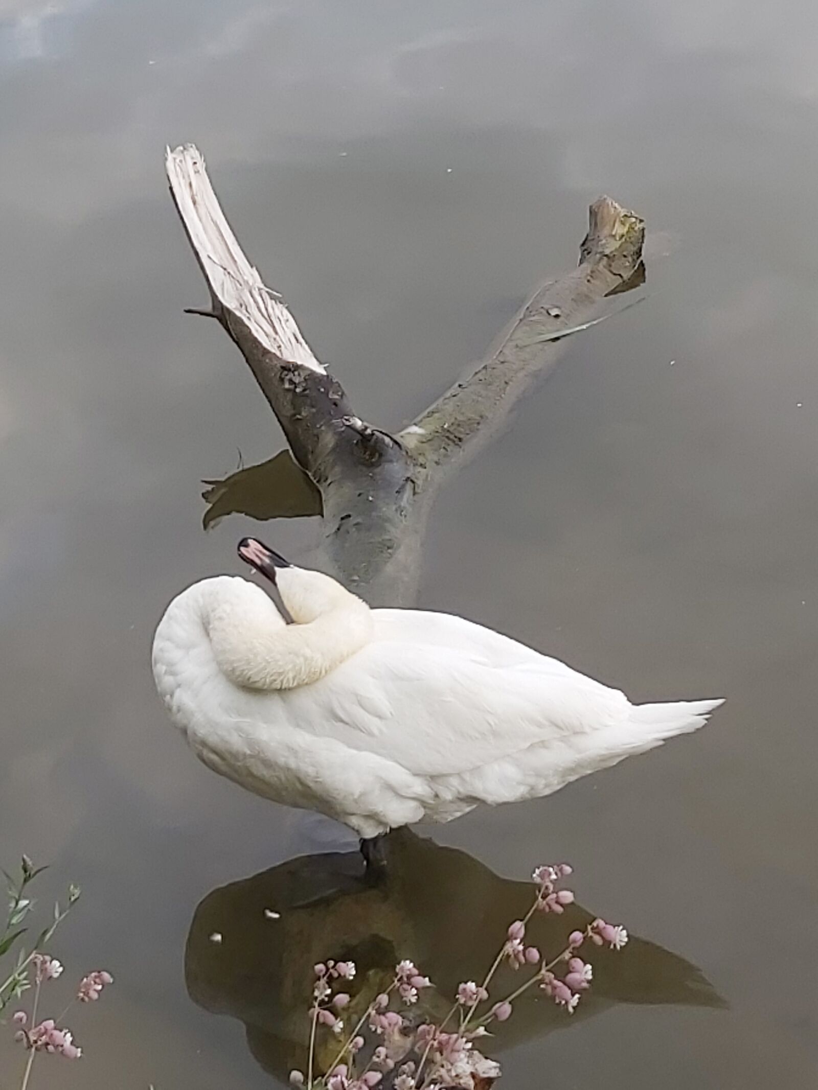 Samsung Galaxy A70 sample photo. Swan, cygnus, mute swan photography