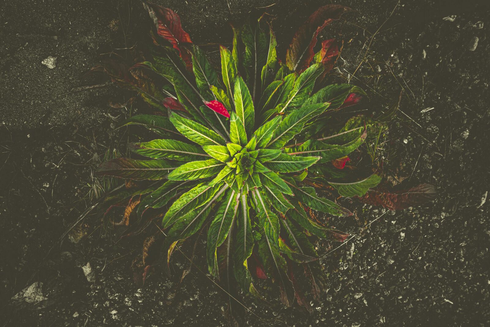Sony a7 II + Sony FE 28-70mm F3.5-5.6 OSS sample photo. Green, red, nature photography