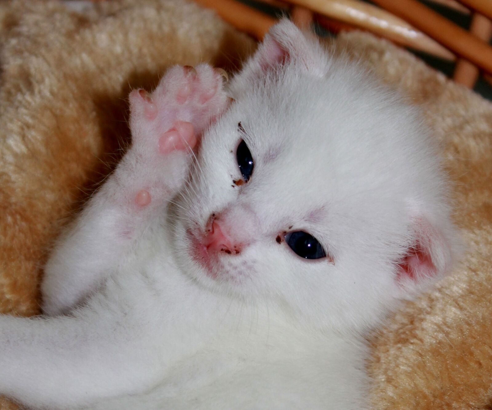 Canon EOS 1100D (EOS Rebel T3 / EOS Kiss X50) sample photo. Young kittens, sweet, pet photography