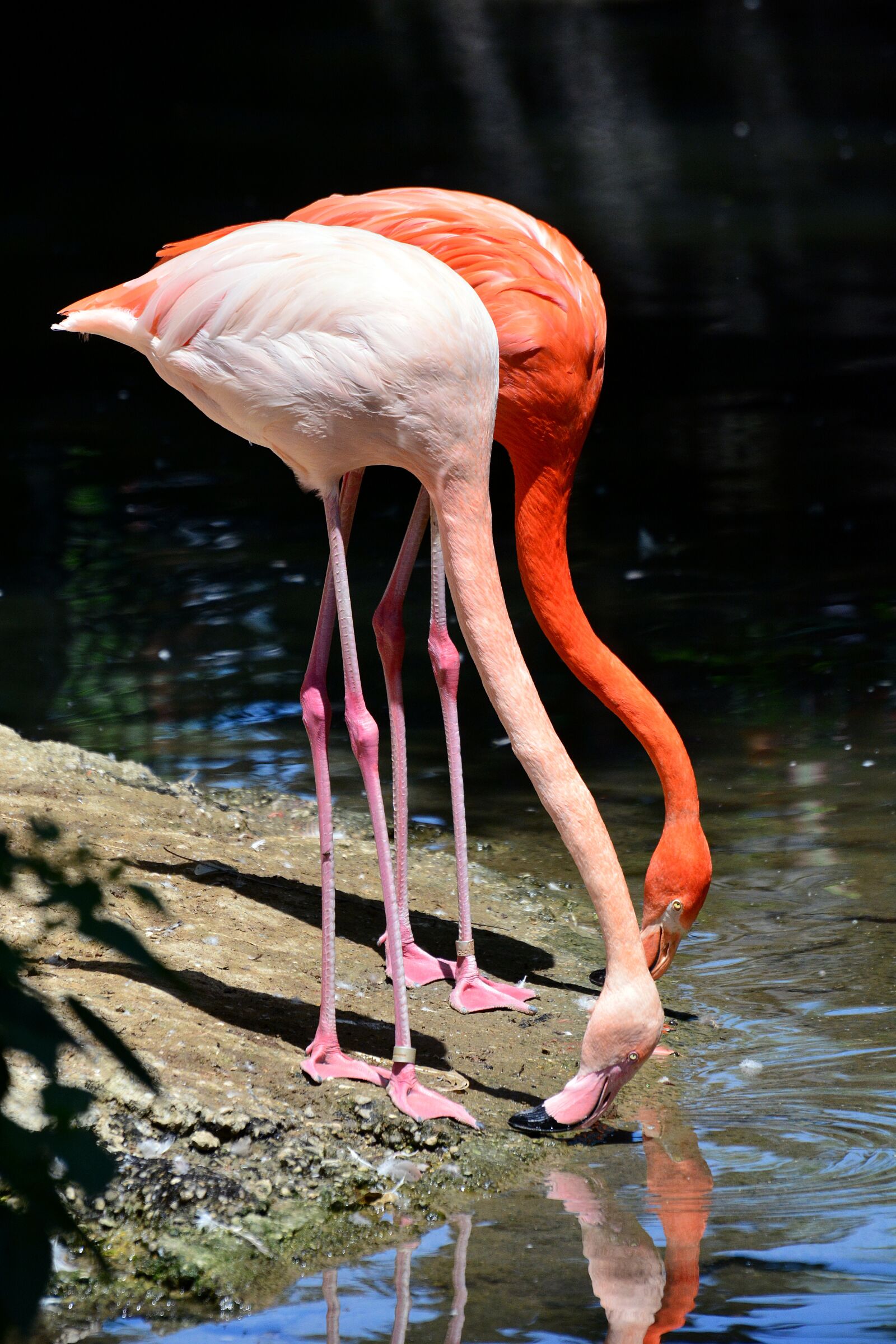 Nikon D5200 sample photo. Flamingo, zoo, bird photography