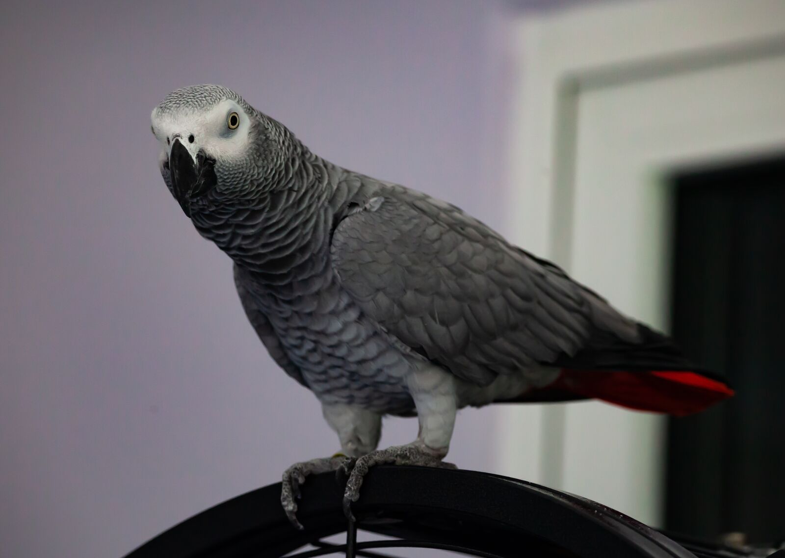 150-600mm F5-6.3 DG OS HSM | Contemporary 015 sample photo. African grey parrot, parrot photography