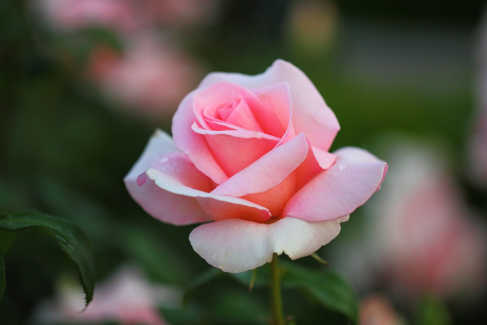 Canon EOS 5D Mark II sample photo. Flowers, rose, plants photography
