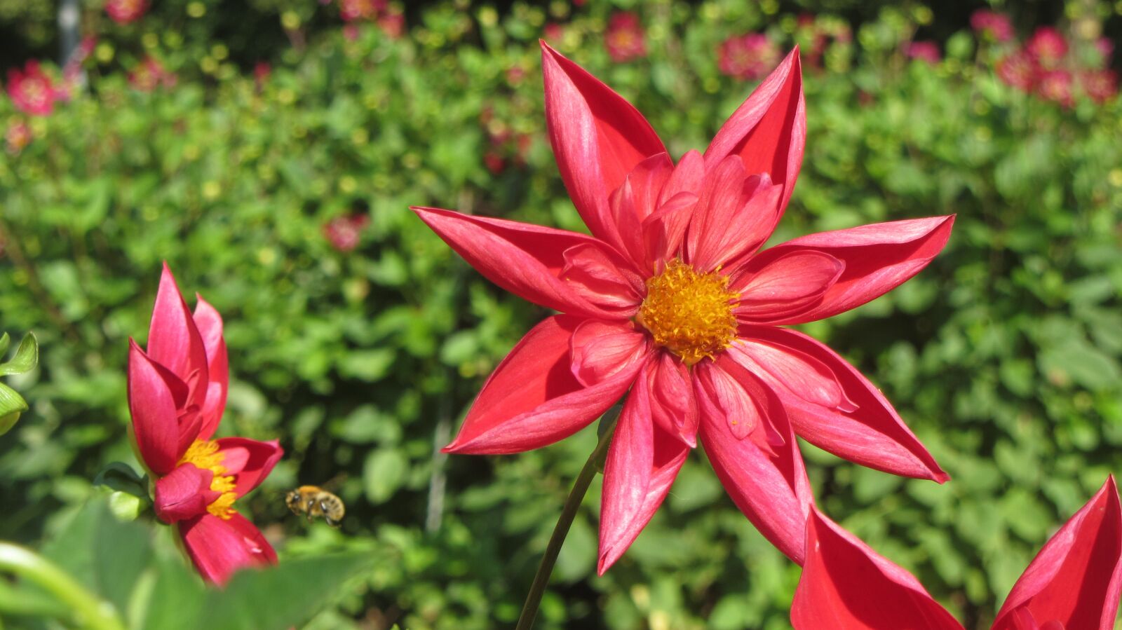 Canon PowerShot SX230 HS sample photo. Dahlia, flower, blossom photography