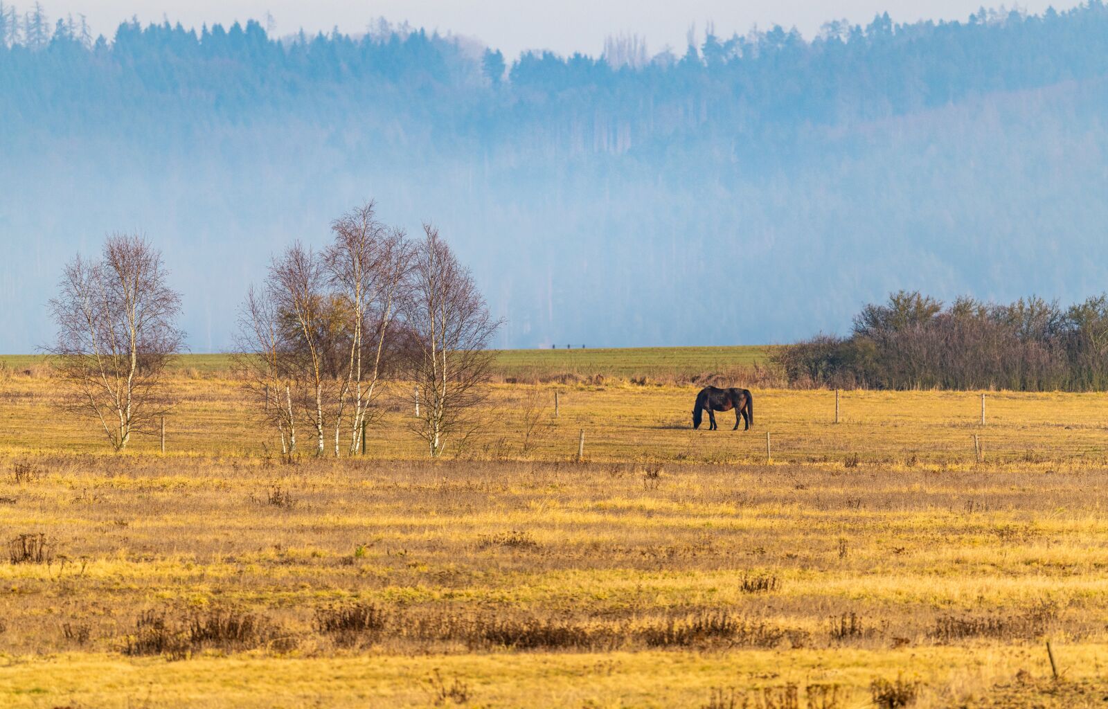 Nikon D850 sample photo. Feast, horse, animal photography