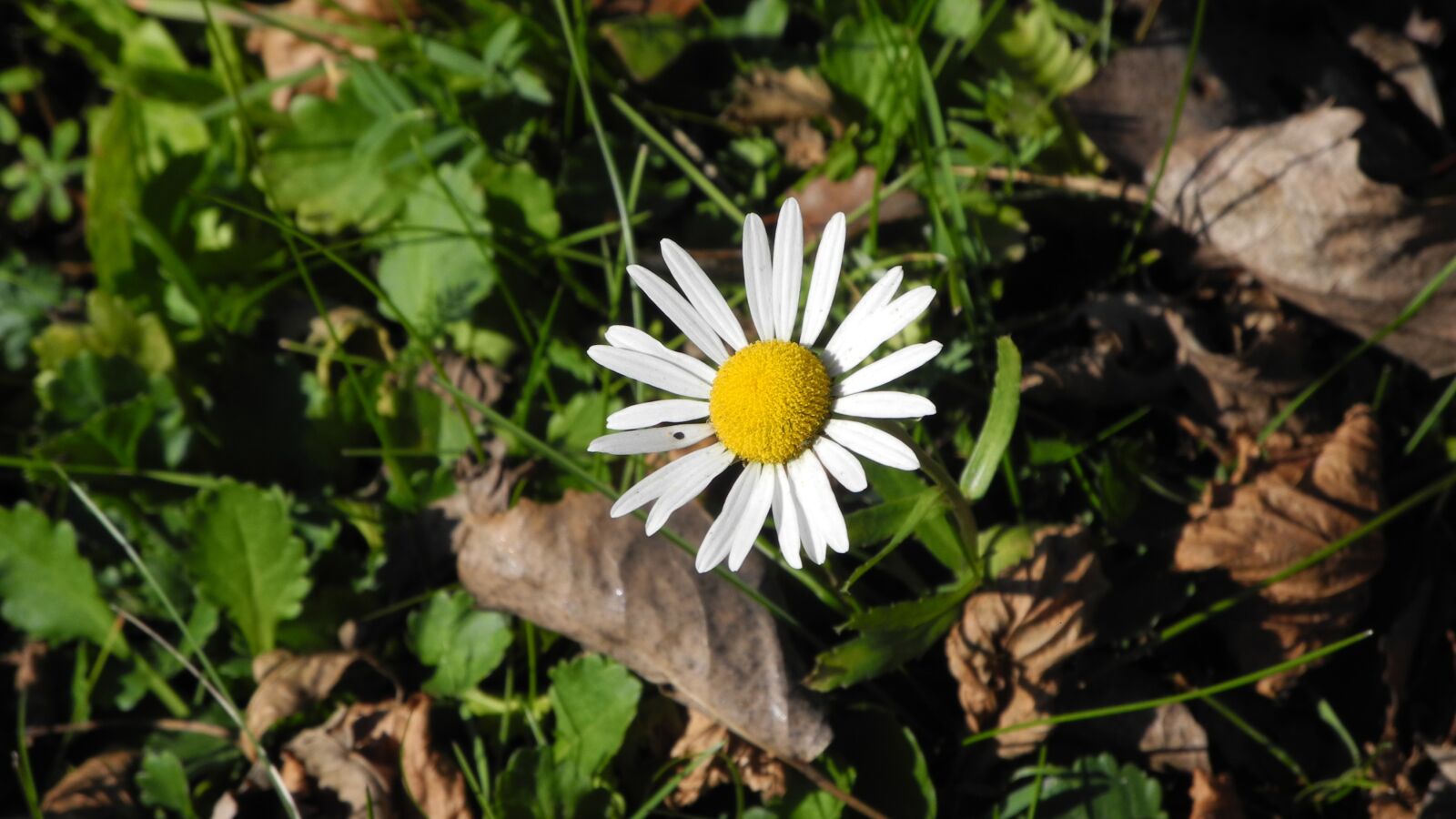 Nikon Coolpix P7000 sample photo. Daisy, meadow, leaves photography