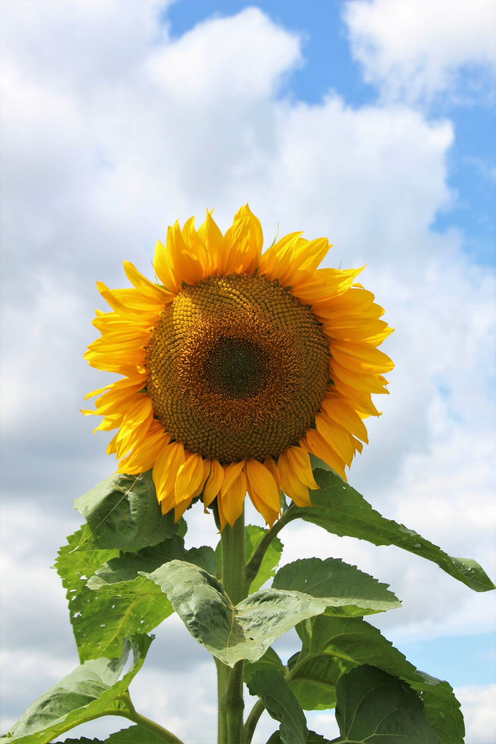 Canon EOS 700D (EOS Rebel T5i / EOS Kiss X7i) sample photo. Flower, sunflower, flora photography