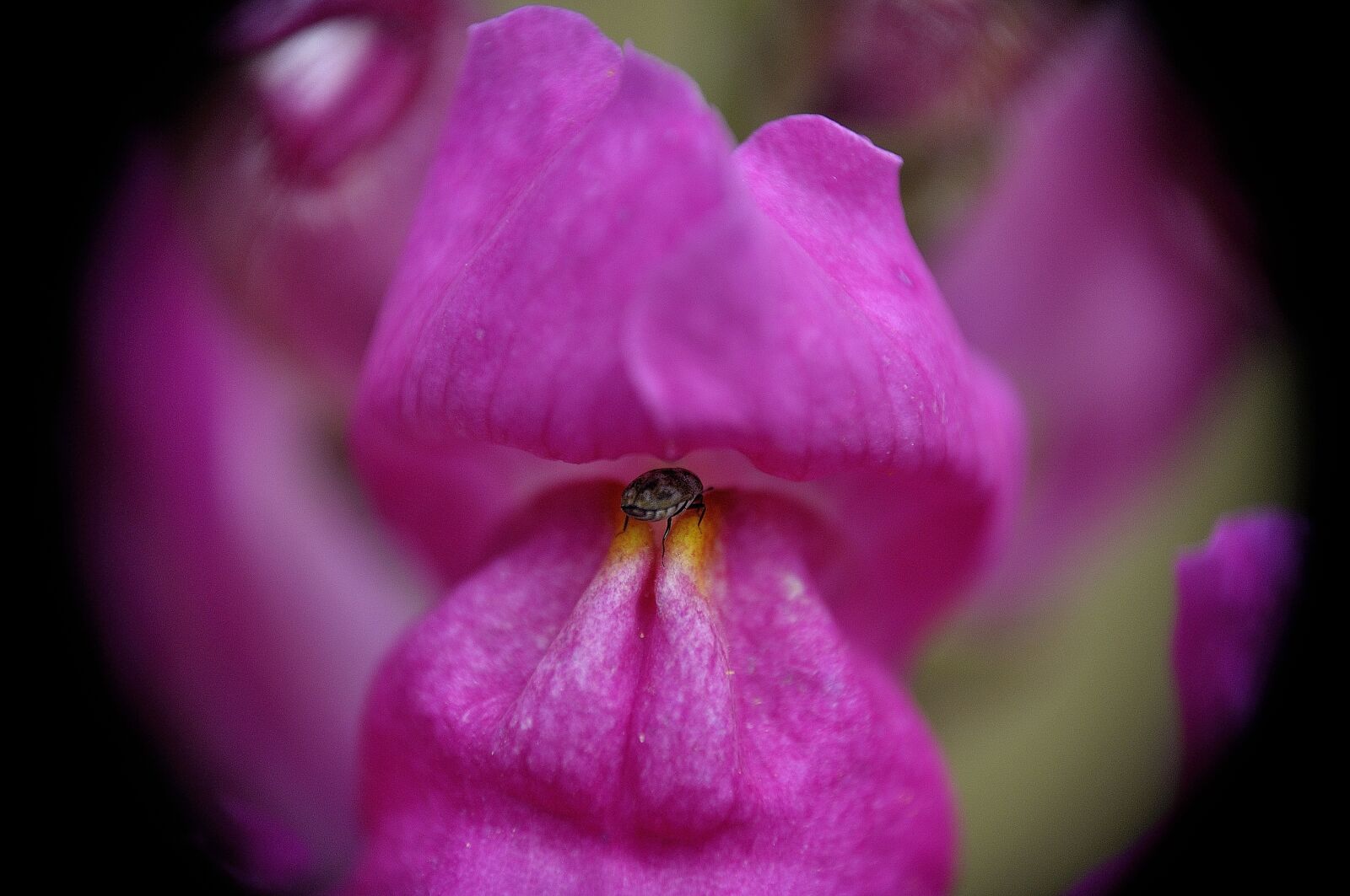 Nikon D90 sample photo. Loewenmaeulchen, blossom, bloom photography