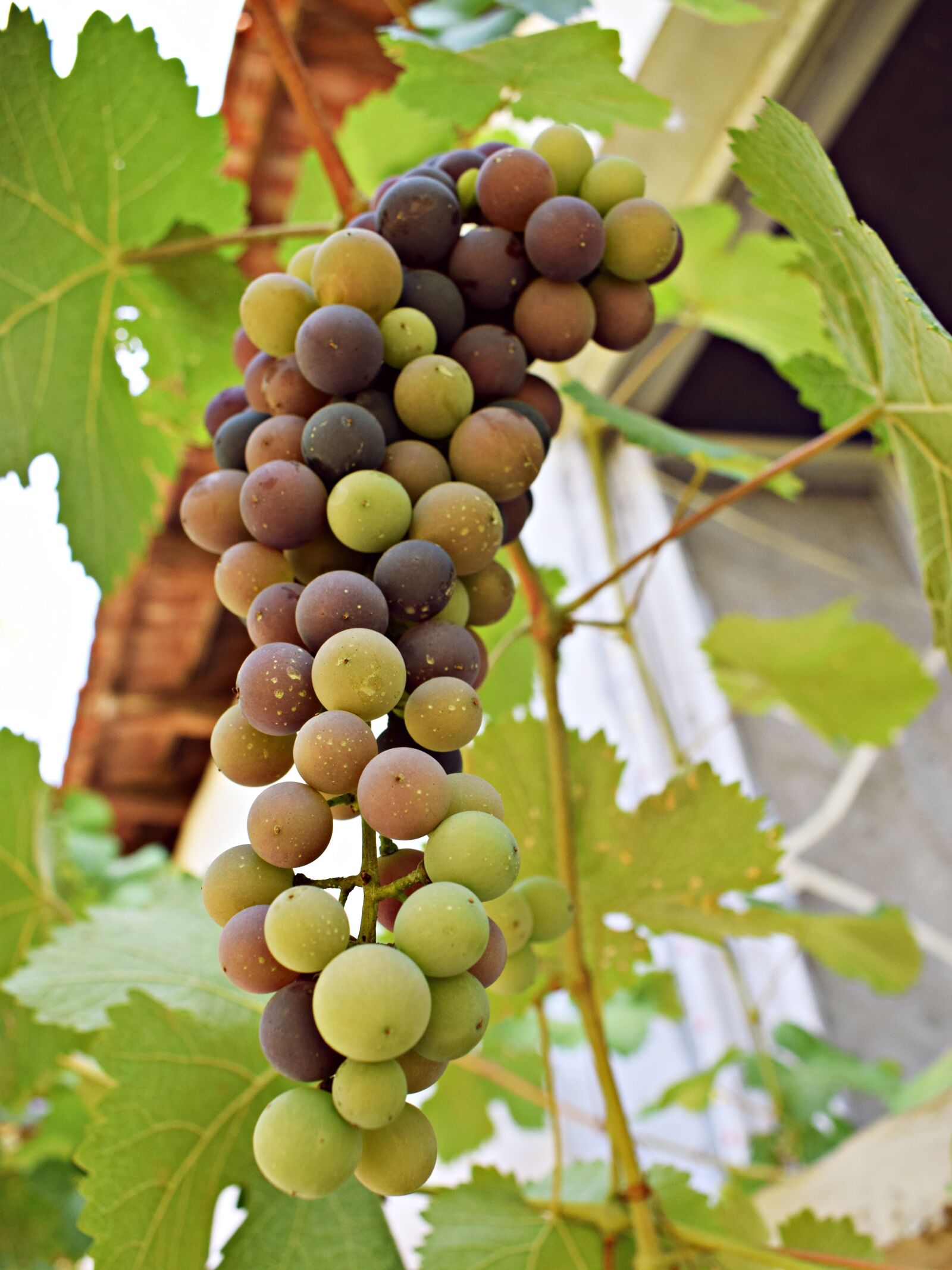 Nikon D3300 sample photo. Grapes, the sweetness, fruit photography