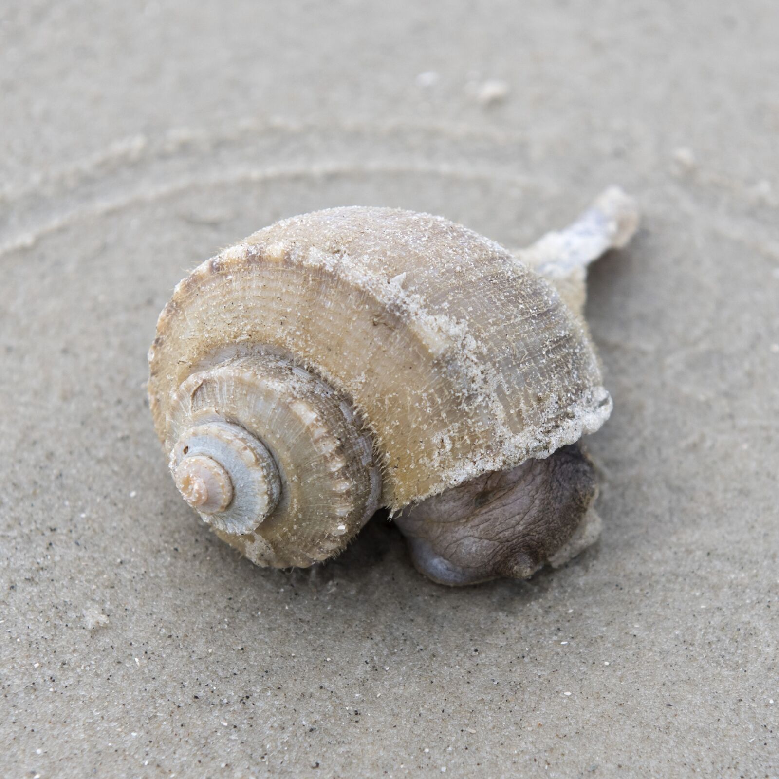 Nikon D810 sample photo. Sea, shell, shellfish photography