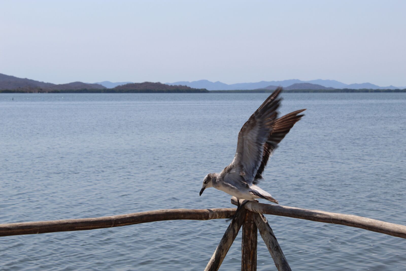 Canon EOS 1300D (EOS Rebel T6 / EOS Kiss X80) sample photo. Ave, seagull, flight photography