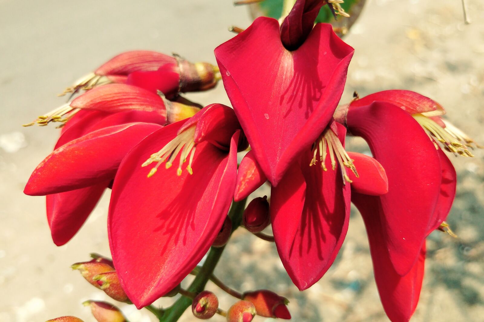 LG G5 sample photo. Red petal, pistil, bud photography