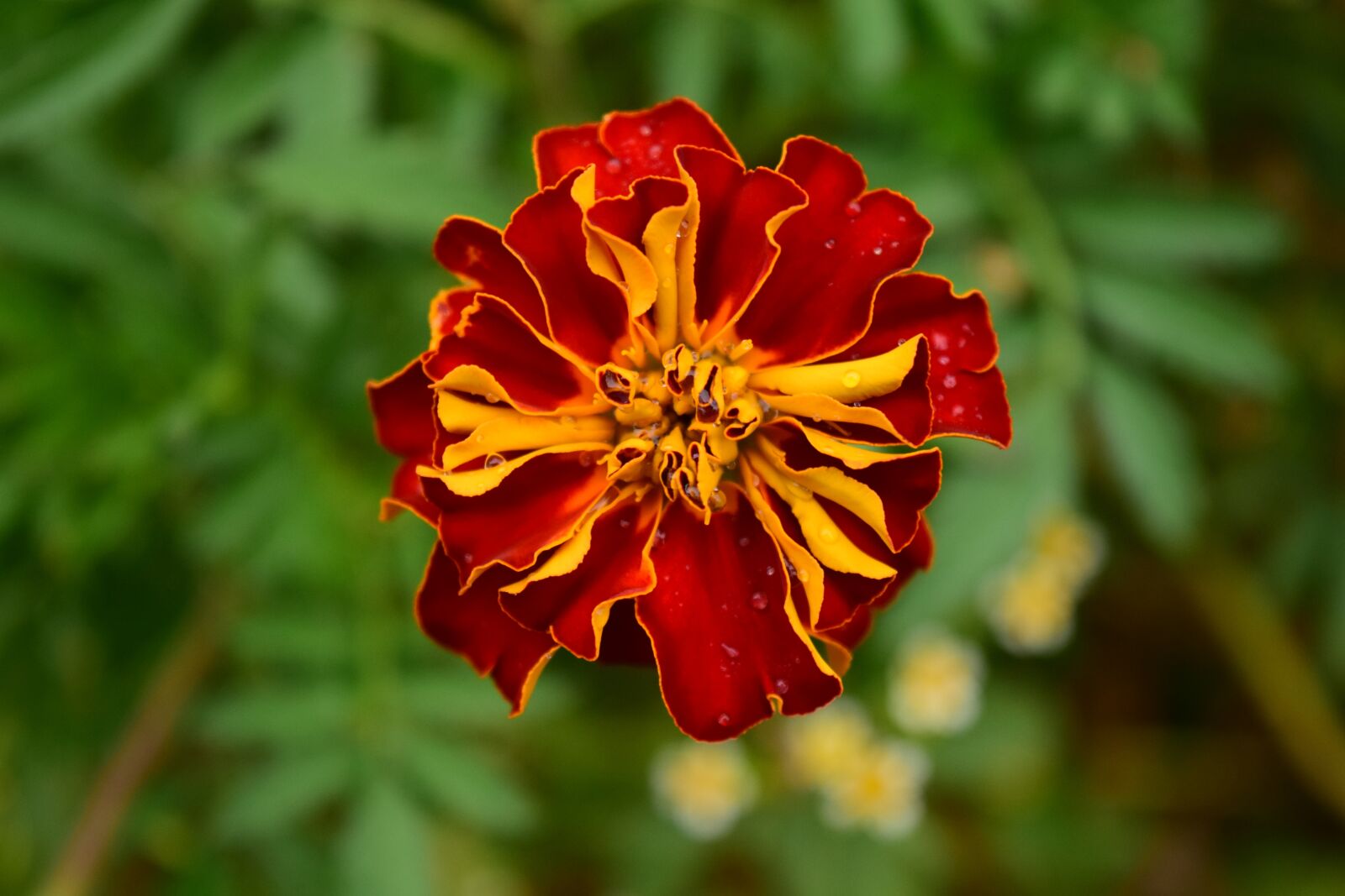 Nikon D3300 sample photo. Tagete, marigold, blossom photography