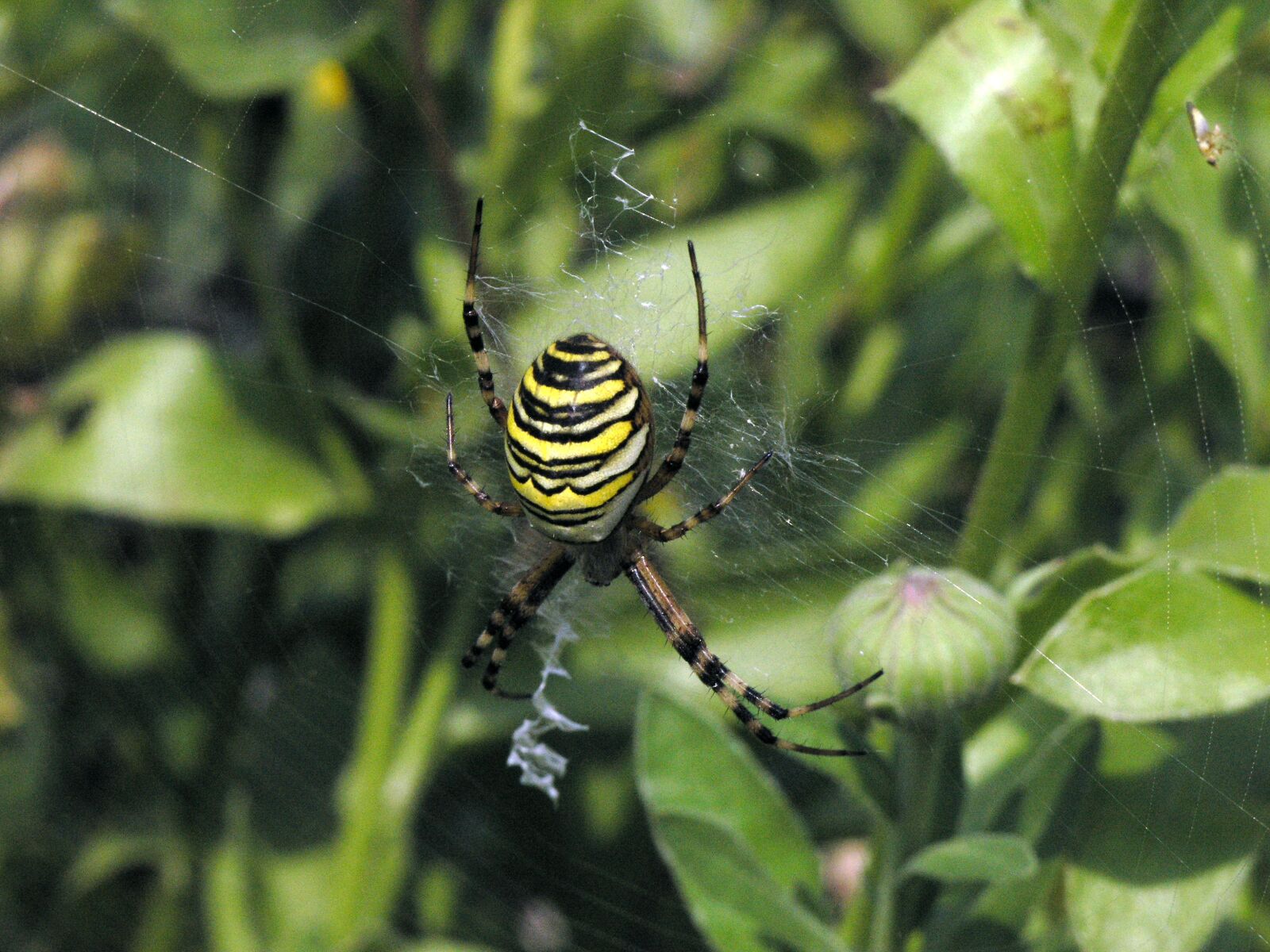 Olympus C8080WZ sample photo. Spider, zebraspinne, close up photography