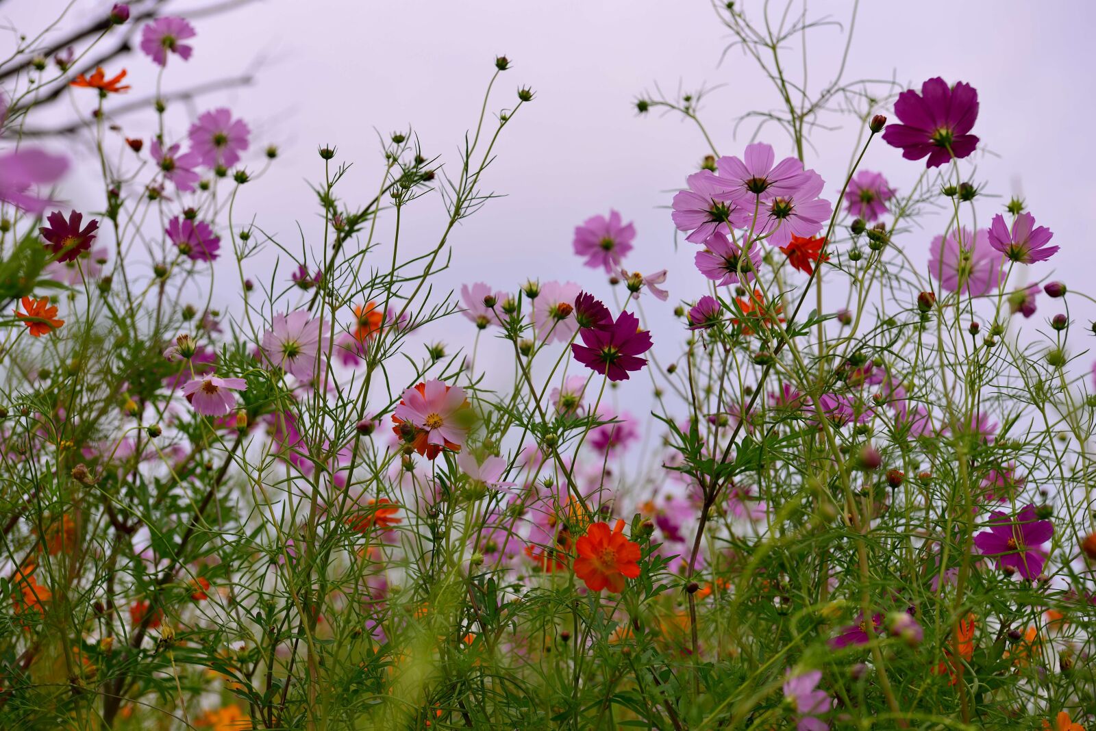 Nikon D800 sample photo. Autumn, cosmos, siheung sponge photography