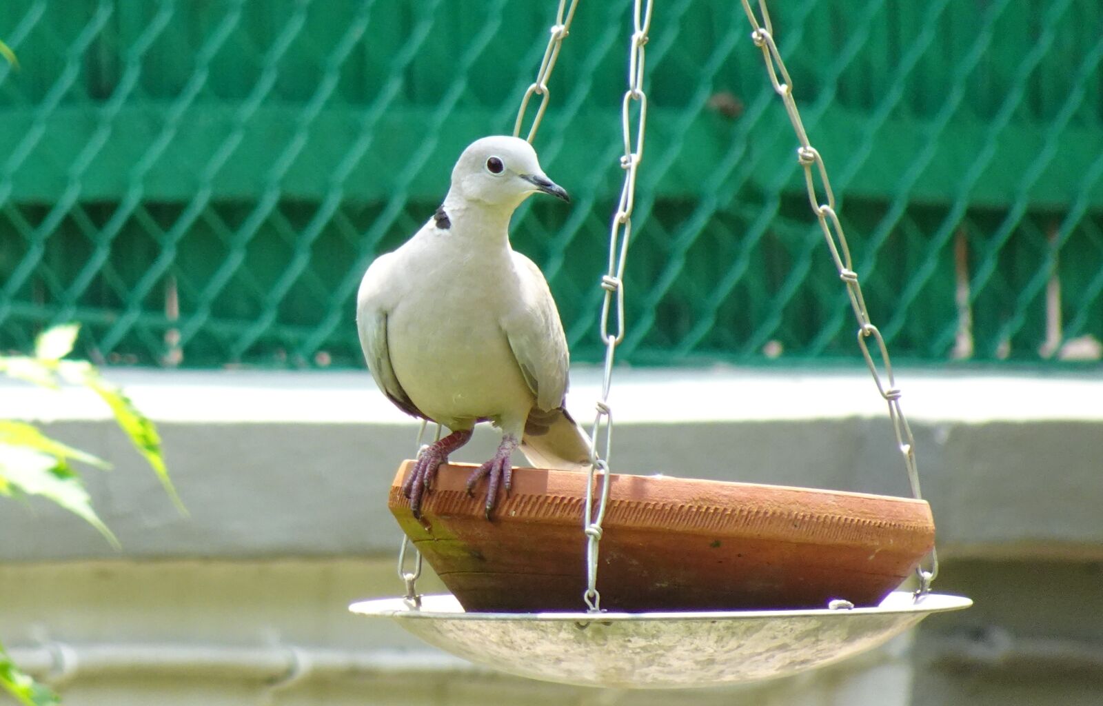Sony DSC-WX800 sample photo. Bird, dove, eurasian collared photography