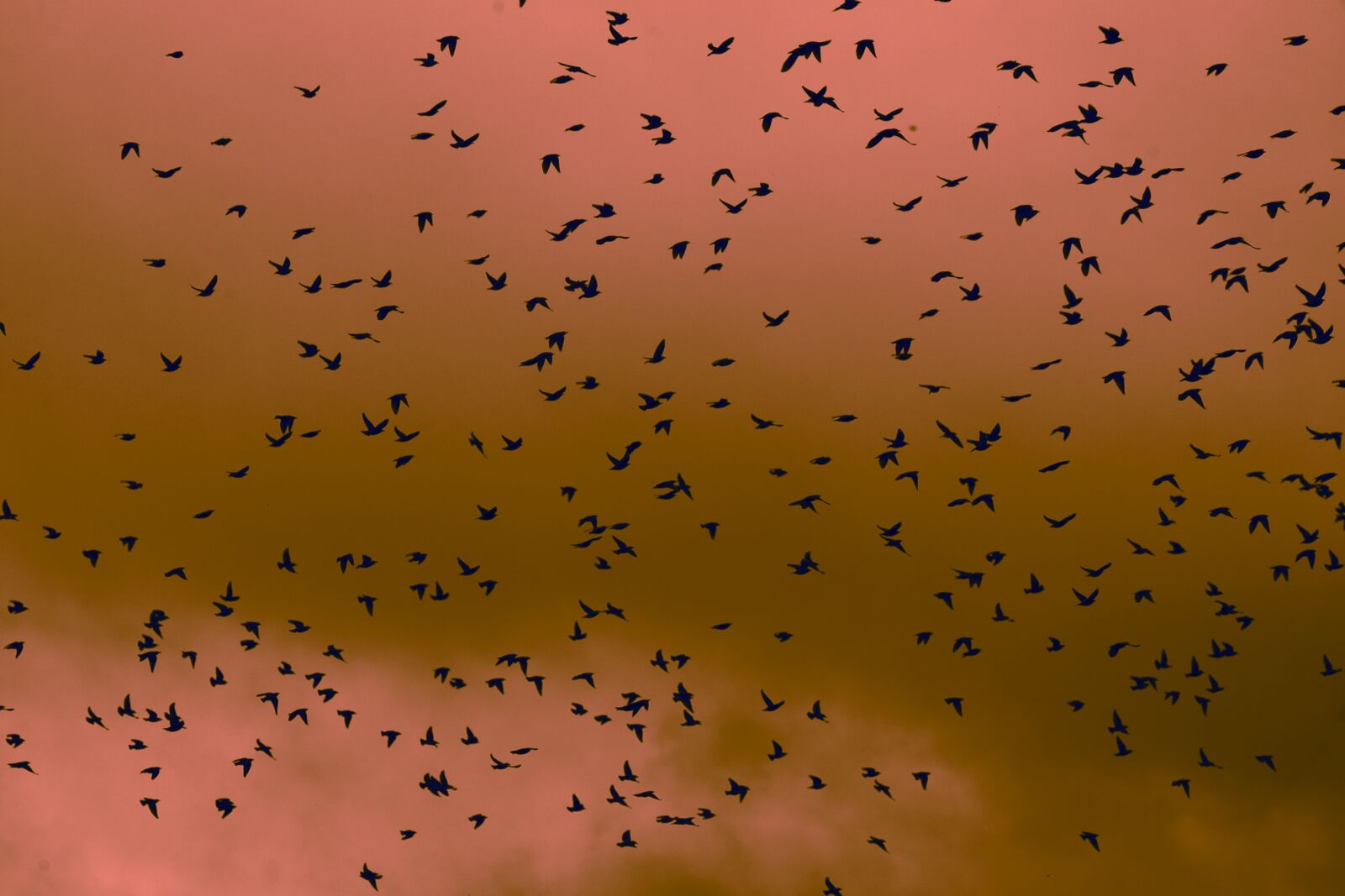 Canon EF 300mm f/4L sample photo. Birds, sky, colours photography