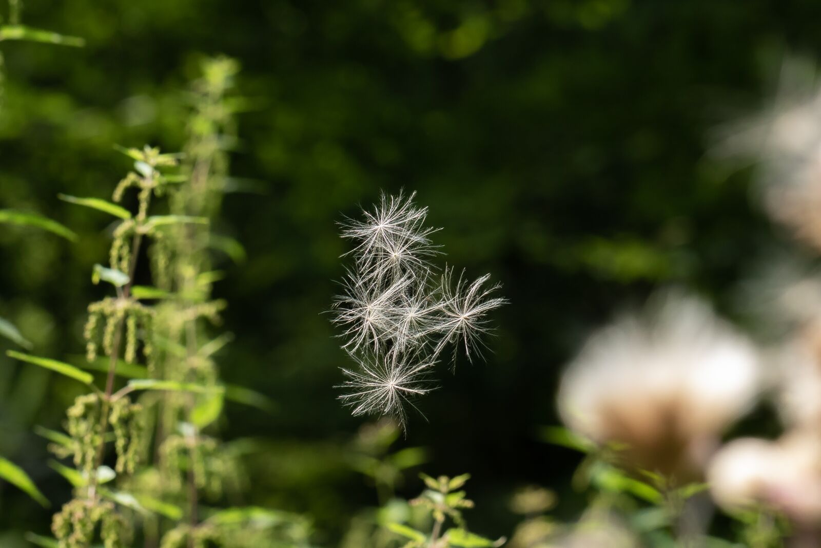 Canon EOS 7D Mark II sample photo. Thistle, flying seeds, delicate photography