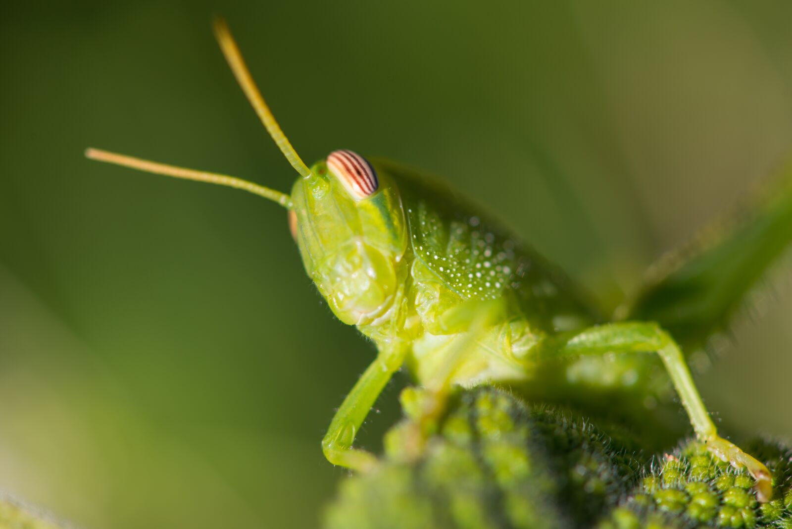 Nikon D800 sample photo. Macro, grasshopper, green photography