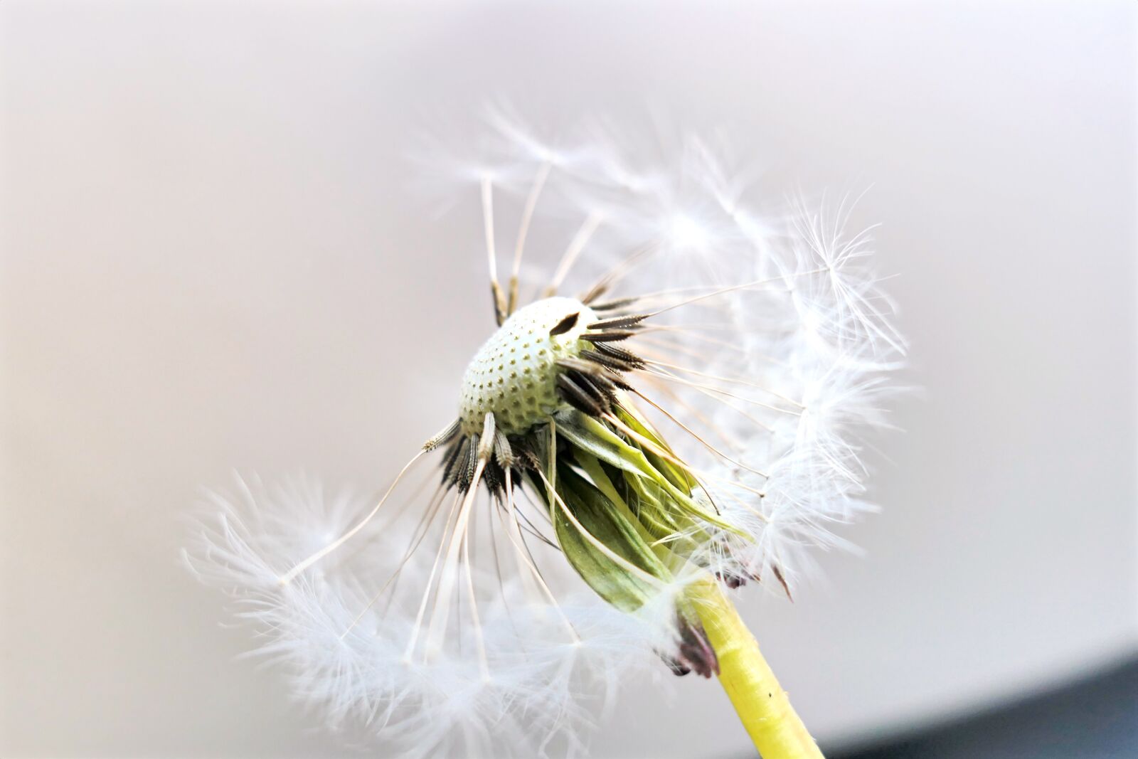 Panasonic Lumix DMC-LX10 (Lumix DMC-LX15) sample photo. Dandelion, dandelion flower, umbrella photography
