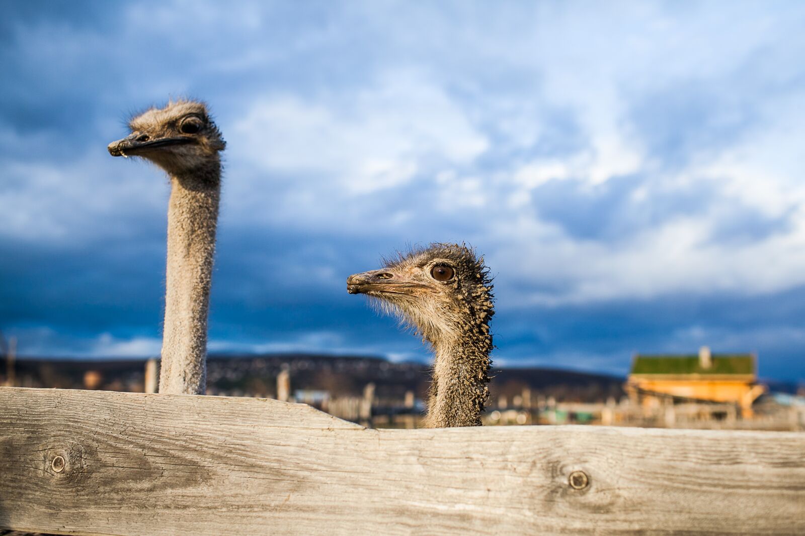 Canon EOS 5D Mark II + Canon EF 35mm F1.4L USM sample photo. Ostrich, surprise, sorrow photography