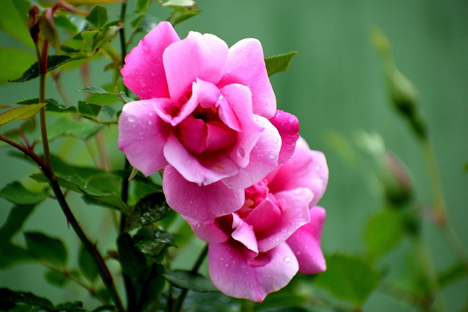 Nikon D3300 sample photo. Flora, flower, nature photography