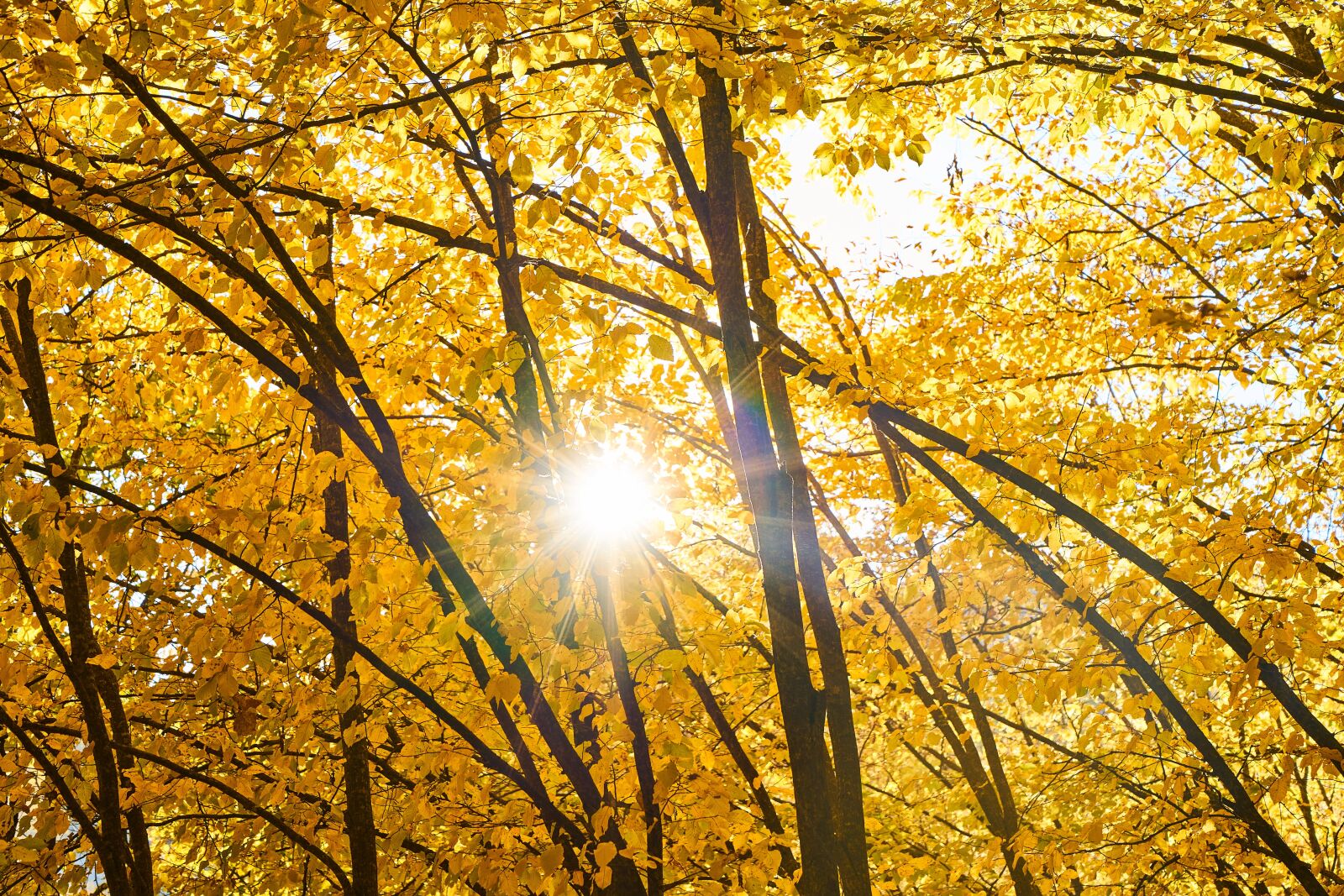 Sony a7R II sample photo. Autumn, season, landscape photography