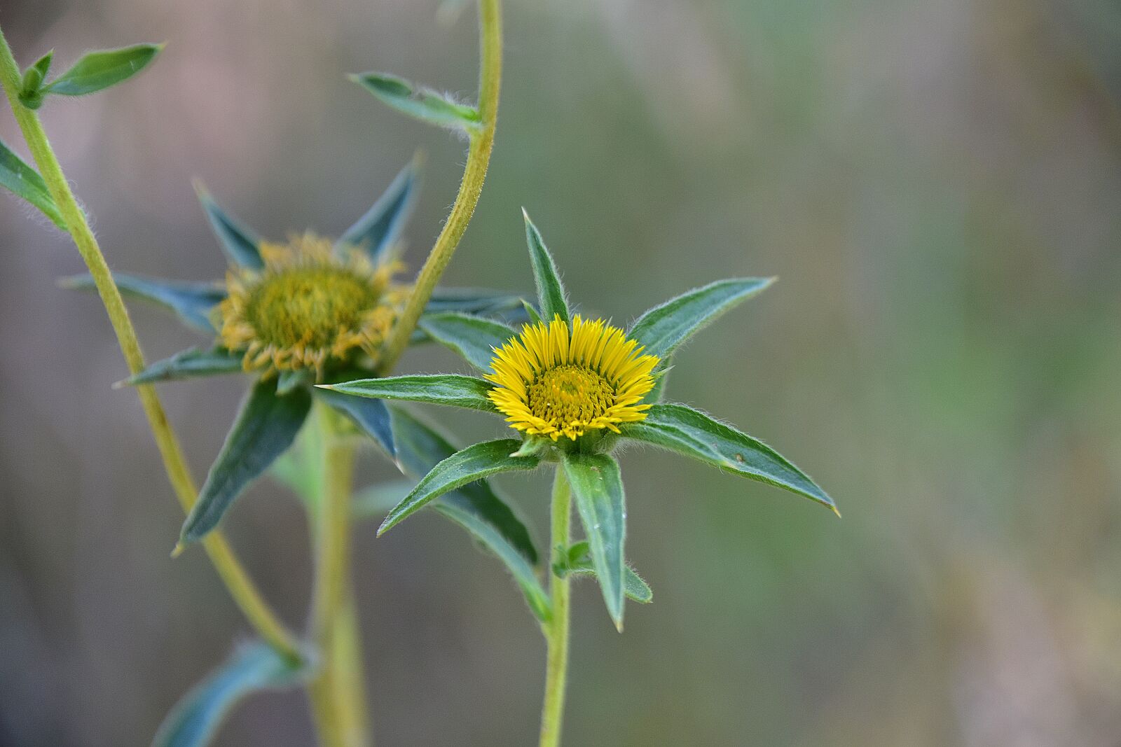 Nikon D7200 sample photo. Wild flower, garden, plant photography