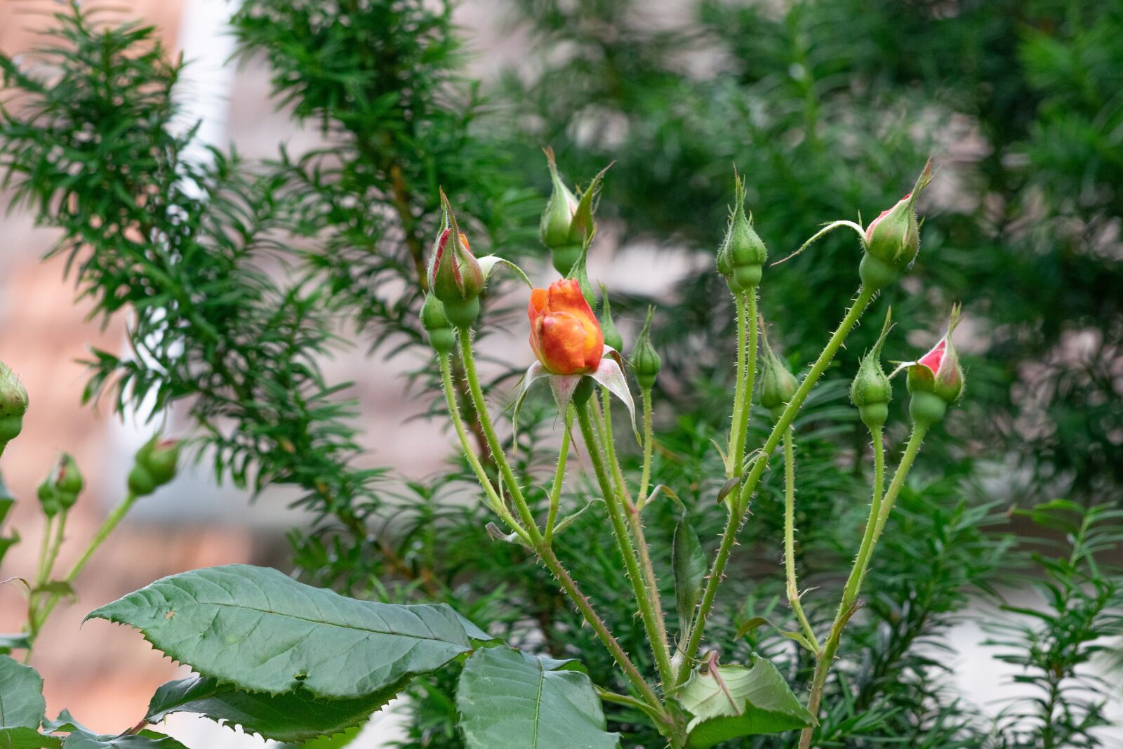 Nikon D3300 sample photo. Rose, flower, roses photography