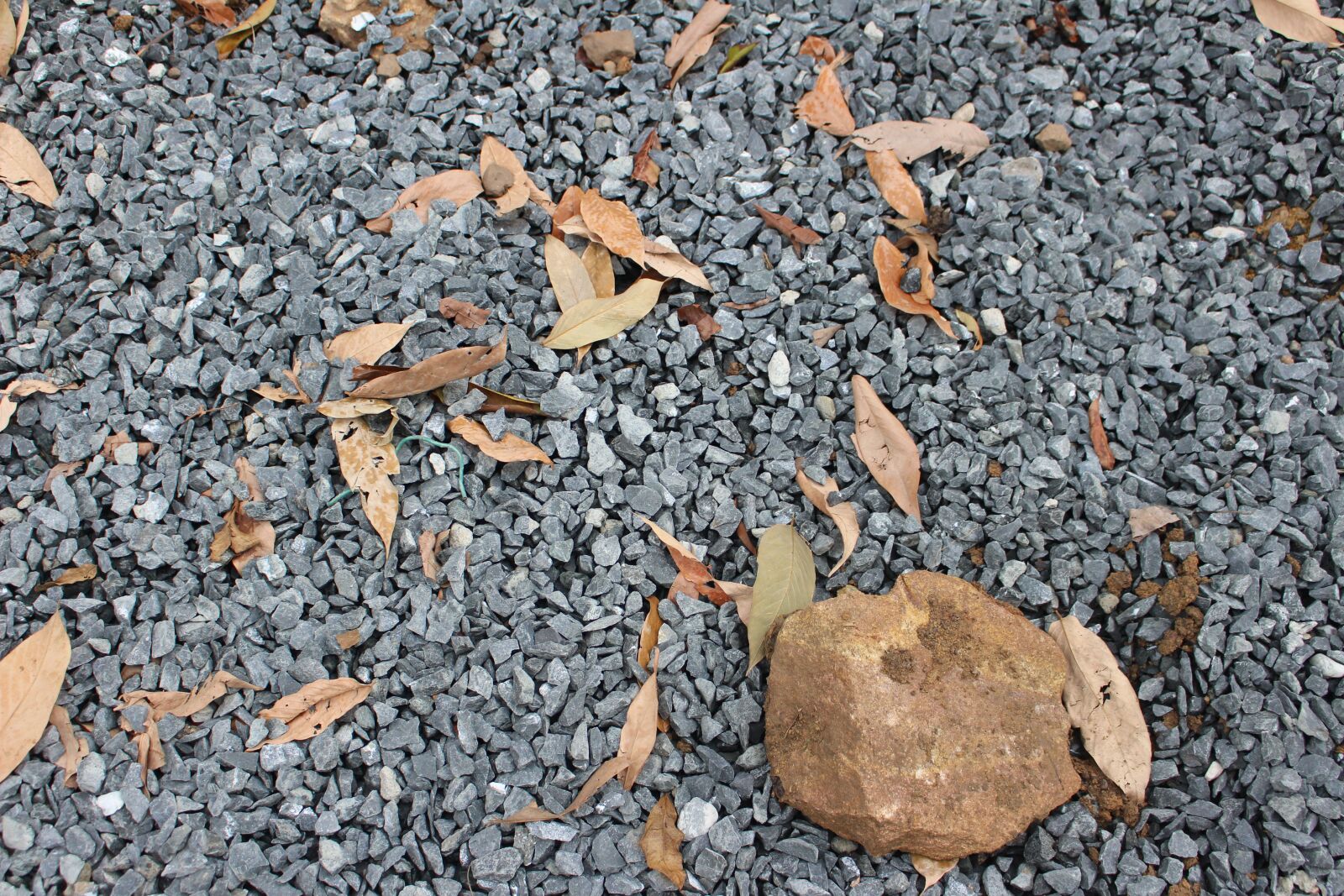Canon EOS 700D (EOS Rebel T5i / EOS Kiss X7i) sample photo. Floor, walk, forest photography