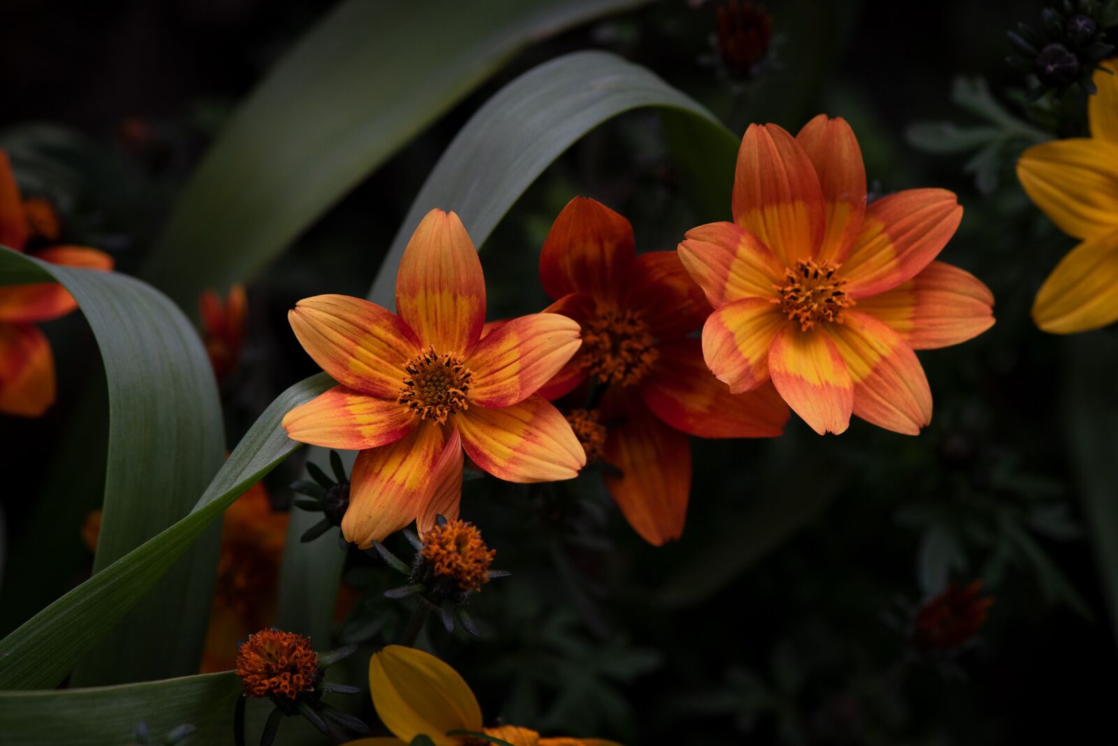 Nikon D750 sample photo. Flowers, orange, garden photography