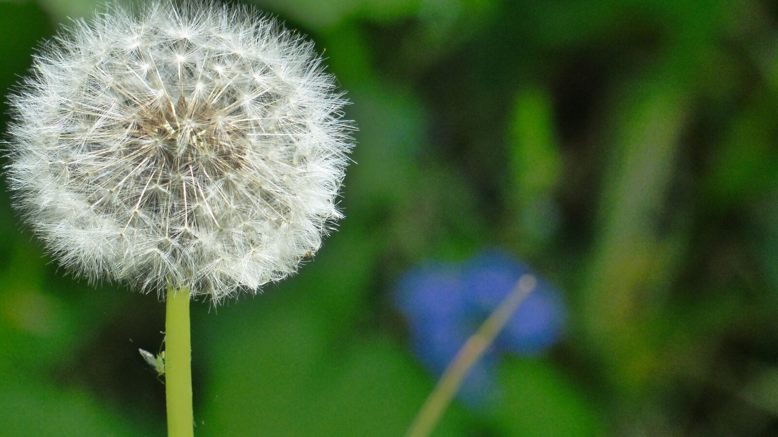 Panasonic Lumix DMC-FZ200 sample photo. Dandelion, flower, nature photography