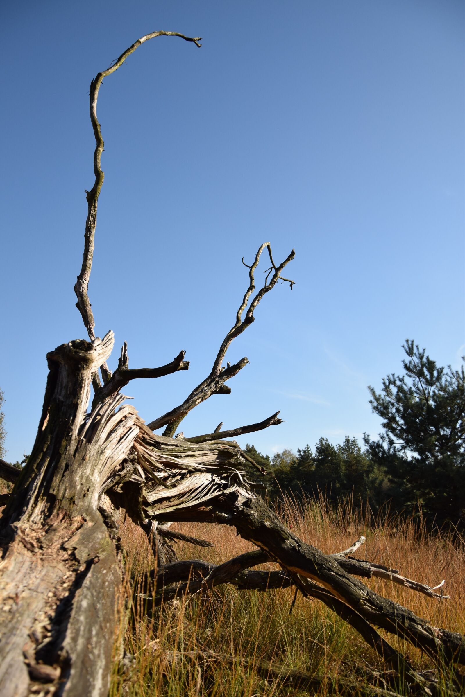 Nikon D3300 sample photo. Nature, branches, heide photography