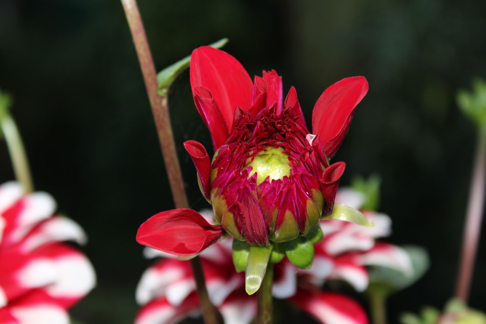 Canon EOS 700D (EOS Rebel T5i / EOS Kiss X7i) sample photo
