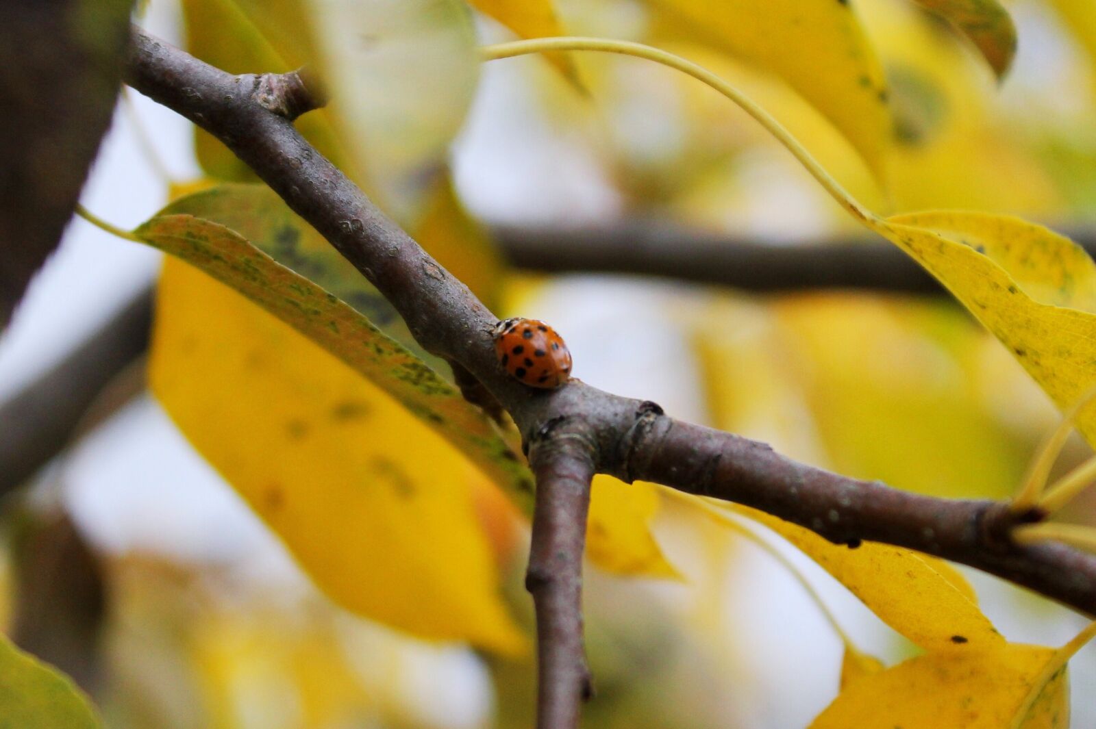 Canon EOS 1100D (EOS Rebel T3 / EOS Kiss X50) sample photo. Ladybug, insect, ladybird photography