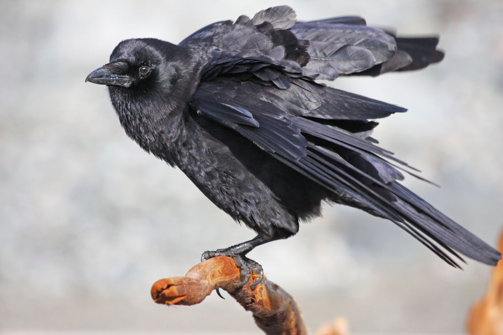 Canon EOS 40D sample photo. Crow, feathers, ruffling photography