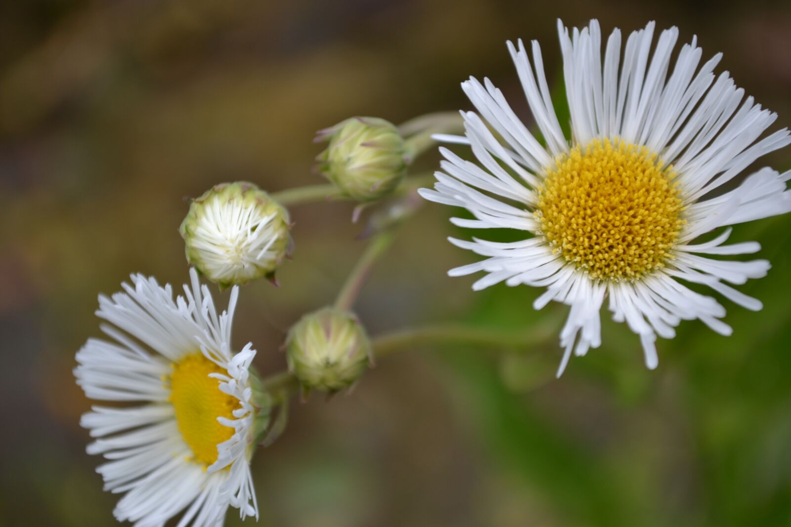 Nikon D3100 sample photo. Flower, country, garden photography