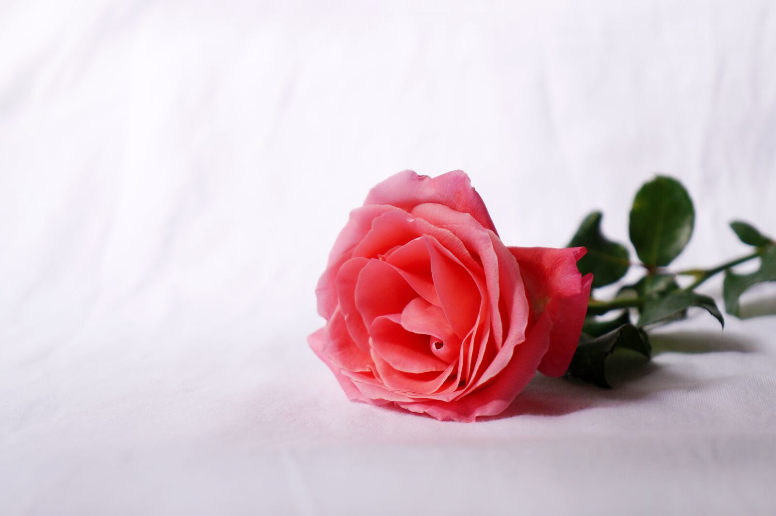 Sony Alpha NEX-F3 + Sony E 18-55mm F3.5-5.6 OSS sample photo. Natural, roses, love photography