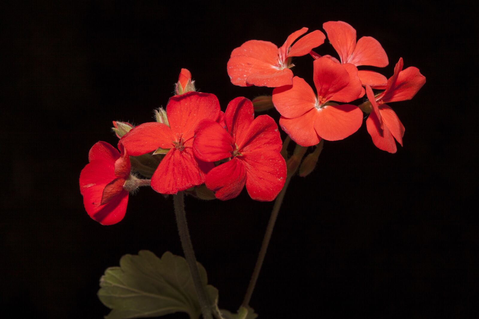 Canon EOS 50D sample photo. Geranium, flowers, wildflowers photography