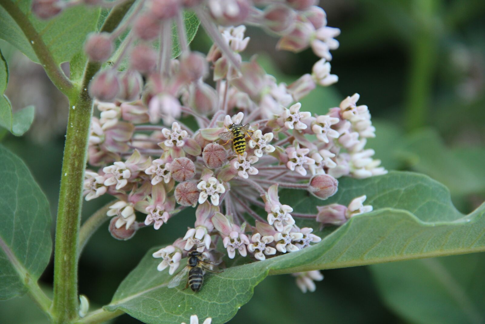 Canon EOS 550D (EOS Rebel T2i / EOS Kiss X4) sample photo. Flower, summer, nature photography