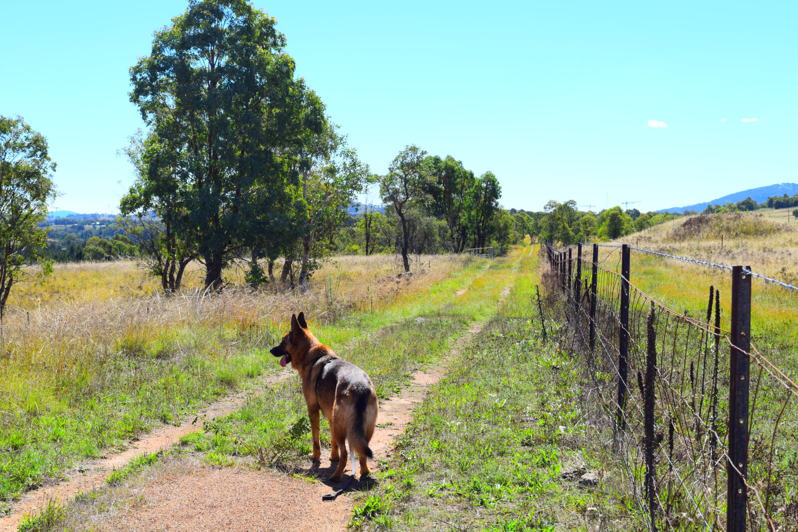 Nikon D3300 sample photo. Dog, german, shepherd photography