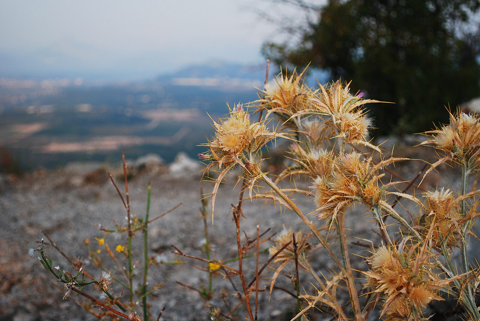 Nikon D60 sample photo. Mountains, rocks, plants photography