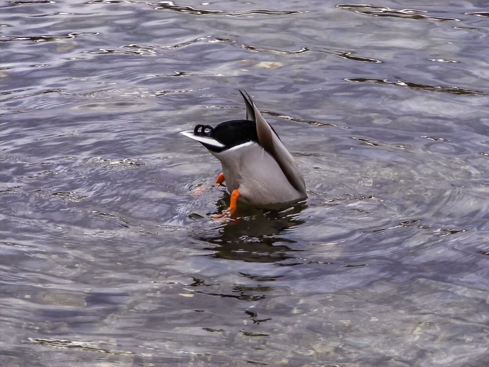 Fujifilm FinePix S5800 S800 sample photo. Duck, drake, pond photography