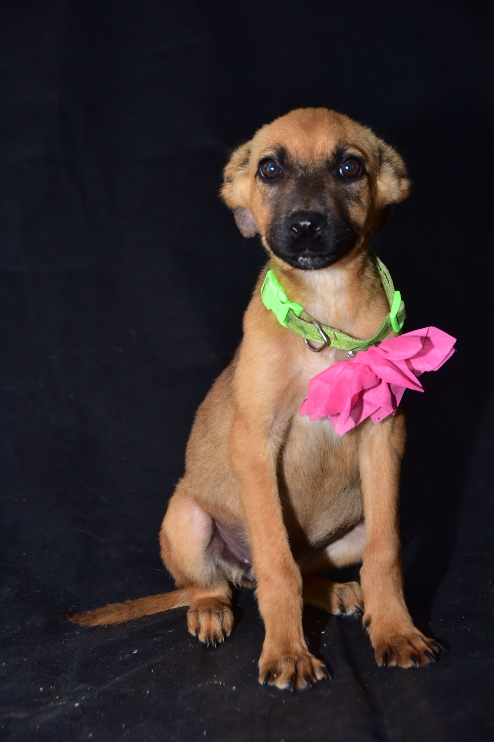 Nikon D810 sample photo. Dog, happy, portrait photography